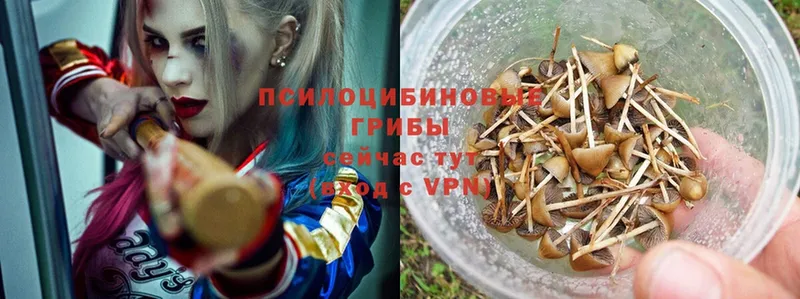 сайты даркнета клад  где продают   Гатчина  Псилоцибиновые грибы Psilocybe 